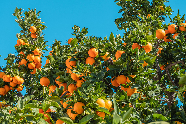 吃橘子上火 也许只是你的身体错觉！