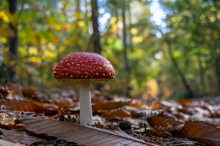 新研究：“最毒蘑菇”的毒素是如何炼成的