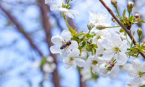 多地花粉浓度升高，注意区分过敏和流感